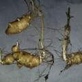 komische pflanze im garten sieht wie ingwer ???????