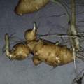 komische pflanze im garten sieht wie ingwer ???????