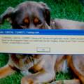 Komsiche Fehlermeldung beim Start von Windows XP Computer