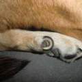 Krallen Problem beim Hund.