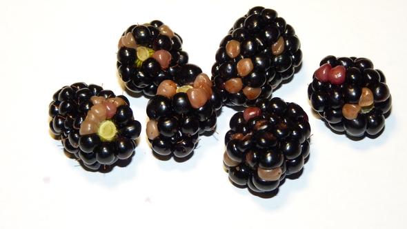 Krankheiten an Brombeeren (Krankheit)
