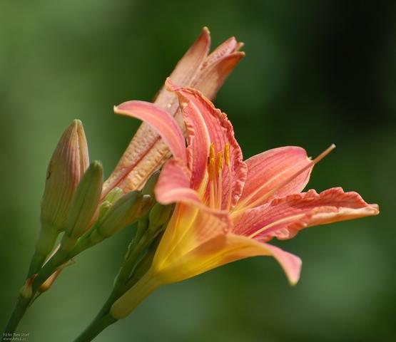 Lilien weg bekommen aber wie ? (Blumen, Pflanze, Garten)