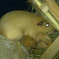 Meerscheinchenbabyyyyys)))