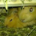 Meerscheinchenbabyyyyys)))