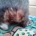 Meerschweinchen-Problem! Hilfe!