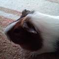 Meerschweinchen-Problem! Hilfe!