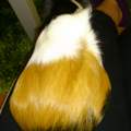 Meerschweinchen SCHWANGER oder DICK????