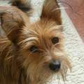Mein Hund frisst nur auf der Strasse....