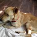 Mein Hund hat panische Angst vor anderen Hunden