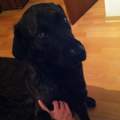 Mein Hund macht einen traurigen/genervten Eindruck. Was kann das sein?