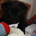 der kleine beisser