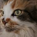 Meine Katze ist irgendwie anders als andere.. Ist das noch normal?