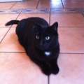 Meine Katze kotzt schon den Ganzen Tag. Was tun?