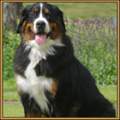 Berner Sennenhund