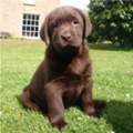 Labrador (schoko farbend)
