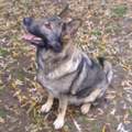 Schäferhund