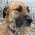 Leonberger