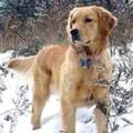 Golden-Retriever