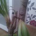 Meine Palme geht ein!
