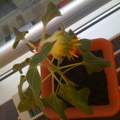 Meine Sonnenblumen bekommen "Knospen" am Stiel? Was ist das?