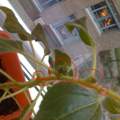 Meine Sonnenblumen bekommen "Knospen" am Stiel? Was ist das?