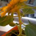 Meine Sonnenblumen bekommen "Knospen" am Stiel? Was ist das?