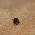 Mini-Insekten Plage im Wohnzimmer!!!