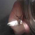 Mini-Spinne im Haus!