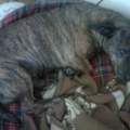 Dackel-Pitbullmischling