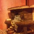Nagarium hamster zuhause! nur experten!!!