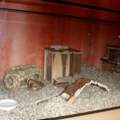 Nagarium hamster zuhause! nur experten!!!