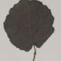 Name des Laubbaumes, zu dem das gezeigte Blatt gehört?