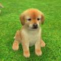 Nintendogs+cats - Geheime Tricks