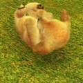 Nintendogs+cats - Geheime Tricks