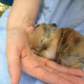 Notfall: 2 Baby Hasen wollen nichts trinken