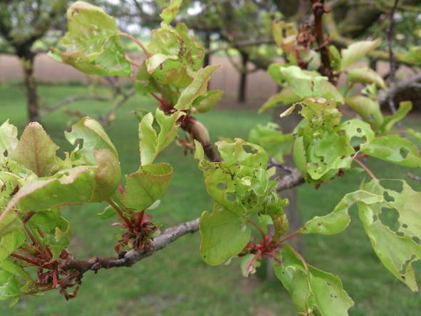 Obstbaumblätter haben Löcher (obstbaumkrankheiten, Blaetter)