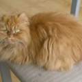 Perserkatze schren- wie lange dauert Fell nachwachsen ?