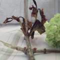 Pflanze "Schneeball" befallen?´