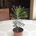 Pflanzenname aus den Blue Mountains (Australien) gesucht!