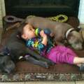Pitbull, Hilfe wegen meiner Mutter!