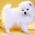 Pomeranian Tipps Tricks und CO