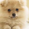 Pomeranian Tipps Tricks und CO