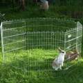 Problem mit mutter und kaninchen..?