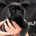 Puggle