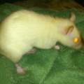 ratte kratzt sich