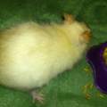 ratte kratzt sich
