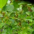 Raupen im Stachelbeer-Strauch?