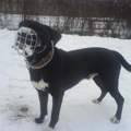 Reinrassiger Amstaff oder mix?