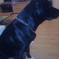 Reinrassiger Amstaff oder mix?