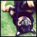 Rottweiler Wesenstest Hamburg